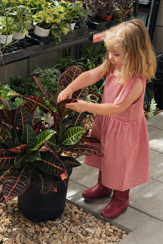 Mini Kate Dress in Red Gingham - Whimsy & Row